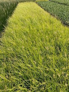 Pennisetum al. 'Hameln Gold' geen maat specificatie 0,55L/P9cm - afbeelding 3