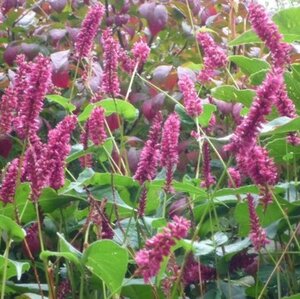 Persicaria a. 'Inverleith' geen maat specificatie 0,55L/P9cm