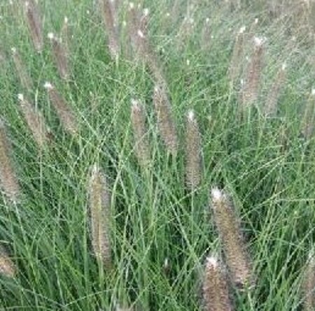 Pennisetum al. 'Japonicum' geen maat specificatie 0,55L/P9cm - afbeelding 2