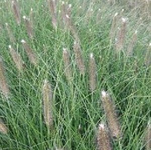 Pennisetum al. 'Japonicum' geen maat specificatie 0,55L/P9cm - afbeelding 2