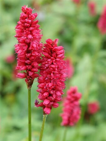 Persicaria a. 'JS Delgado Macho' geen maat specificatie 0,55L/P9cm - afbeelding 1