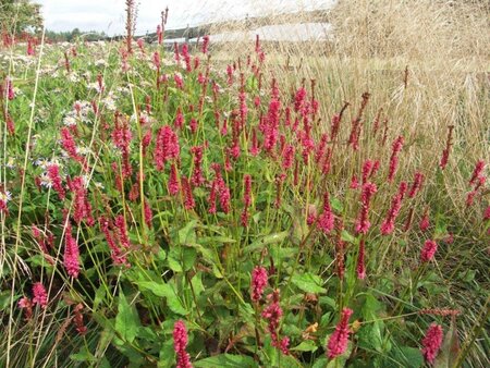 Persicaria a. 'JS Delgado Macho' geen maat specificatie 0,55L/P9cm - afbeelding 2
