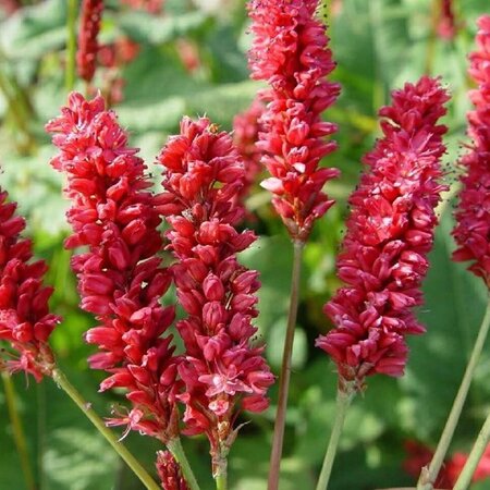 Persicaria a. 'JS Delgado Macho' geen maat specificatie 0,55L/P9cm - afbeelding 3