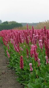 Persicaria aff. 'Kabouter' geen maat specificatie 0,55L/P9cm - afbeelding 5