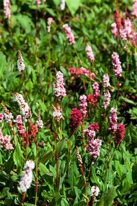 Persicaria aff. 'Kabouter' geen maat specificatie 0,55L/P9cm