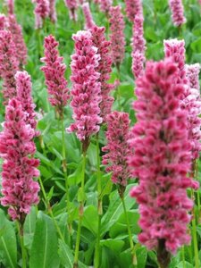 Persicaria aff. 'Kabouter' geen maat specificatie 0,55L/P9cm - afbeelding 6