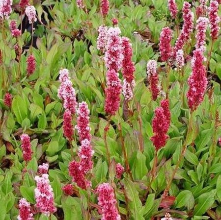 Persicaria aff. 'Kabouter' geen maat specificatie 0,55L/P9cm - afbeelding 5