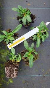 Persicaria aff. 'Kabouter' geen maat specificatie 0,55L/P9cm - afbeelding 4