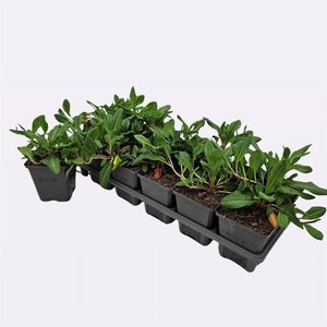 Persicaria aff. 'Kabouter' geen maat specificatie 0,55L/P9cm - afbeelding 3