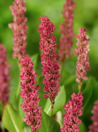 Persicaria aff. 'Kabouter' geen maat specificatie 0,55L/P9cm - afbeelding 6