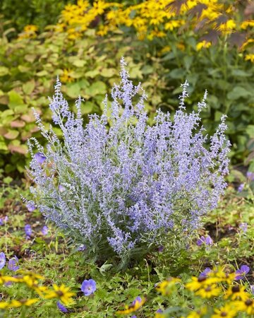 Perovskia atripl. Lacey Blue geen maat specificatie 0,55L/P9cm - afbeelding 5