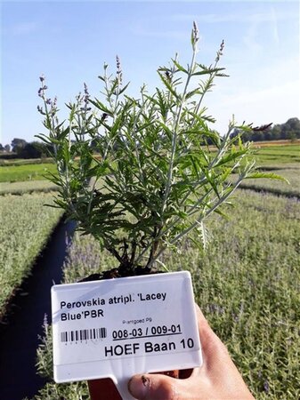 Perovskia atripl. Lacey Blue geen maat specificatie 0,55L/P9cm - afbeelding 5