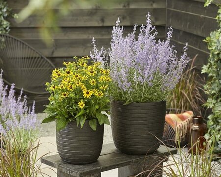 Perovskia atripl. Lacey Blue geen maat specificatie 0,55L/P9cm - afbeelding 10