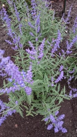 Perovskia atripl. Lacey Blue geen maat specificatie 0,55L/P9cm - afbeelding 3