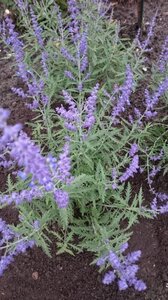 Perovskia atripl. Lacey Blue geen maat specificatie 0,55L/P9cm - afbeelding 3