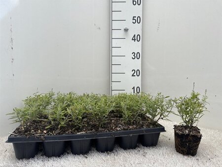 Perovskia atripl. Lacey Blue geen maat specificatie 0,55L/P9cm - afbeelding 11