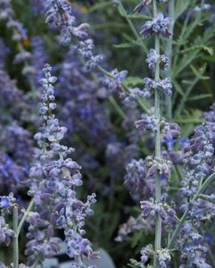 Perovskia atripl. Lacey Blue geen maat specificatie 0,55L/P9cm