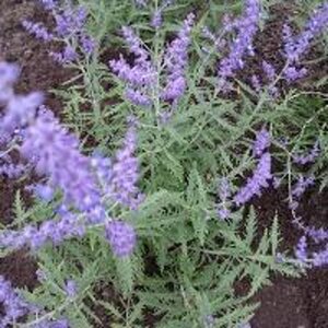 Perovskia atripl. Lacey Blue geen maat specificatie 0,55L/P9cm - afbeelding 4