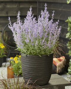 Perovskia atripl. Lacey Blue geen maat specificatie 0,55L/P9cm - afbeelding 8