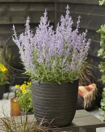 Perovskia atripl. Lacey Blue geen maat specificatie 0,55L/P9cm - afbeelding 8