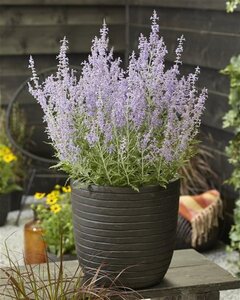 Perovskia atripl. Lacey Blue geen maat specificatie 0,55L/P9cm - afbeelding 8