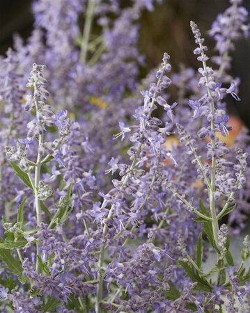 Perovskia atripl. Lacey Blue geen maat specificatie 0,55L/P9cm - afbeelding 7