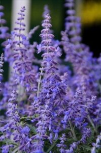 Perovskia atripl. Lacey Blue geen maat specificatie 0,55L/P9cm - afbeelding 13