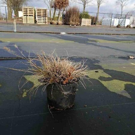 Pennisetum al. 'Little Bunny' geen maat specificatie cont. 3,0L - image 2