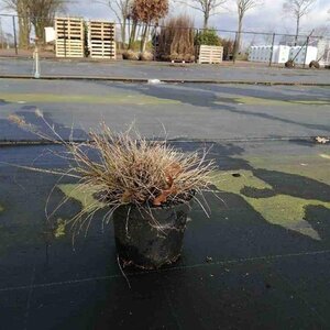 Pennisetum al. 'Little Bunny' geen maat specificatie cont. 3,0L - image 2