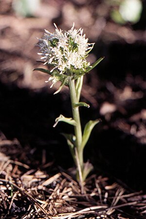 Petasites albus geen maat specificatie 0,55L/P9cm
