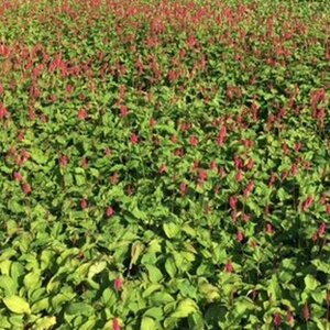Persicaria a. 'Lisan' geen maat specificatie 0,55L/P9cm