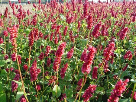 Persicaria a. 'Lisan' geen maat specificatie 0,55L/P9cm - afbeelding 2