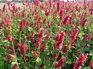 Persicaria a. 'Lisan' geen maat specificatie 0,55L/P9cm - afbeelding 2
