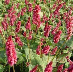 Persicaria a. 'Lisan' geen maat specificatie 0,55L/P9cm - afbeelding 3