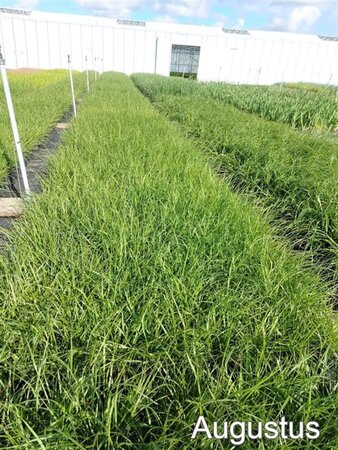 Pennisetum alopecuroides = Fountain Grass= compressum(verouderd) geen maat specificatie cont. 2,0L - afbeelding 5