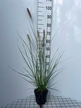 Pennisetum alopecuroides = Fountain Grass= compressum(verouderd) geen maat specificatie cont. 2,0L - afbeelding 8