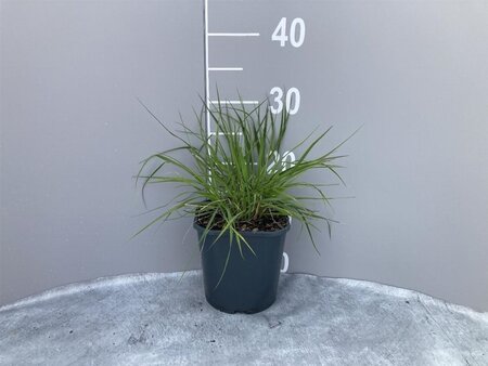 Pennisetum alopecuroides = Fountain Grass= compressum(verouderd) geen maat specificatie cont. 2,0L - image 3