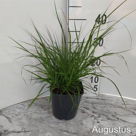 Pennisetum alopecuroides = Fountain Grass= compressum(verouderd) geen maat specificatie cont. 2,0L - image 4