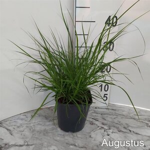 Pennisetum alopecuroides = Fountain Grass= compressum(verouderd) geen maat specificatie cont. 2,0L - image 4