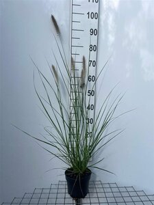Pennisetum alopecuroides = Fountain Grass= compressum(verouderd) geen maat specificatie cont. 2,0L - image 7