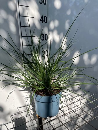 Pennisetum alopecuroides = Fountain Grass= compressum(verouderd) geen maat specificatie cont. 2,0L - image 3