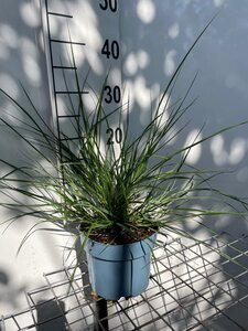 Pennisetum alopecuroides = Fountain Grass= compressum(verouderd) geen maat specificatie cont. 2,0L - image 3