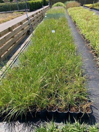Pennisetum alopecuroides = Fountain Grass= compressum(verouderd) geen maat specificatie cont. 2,0L - image 6