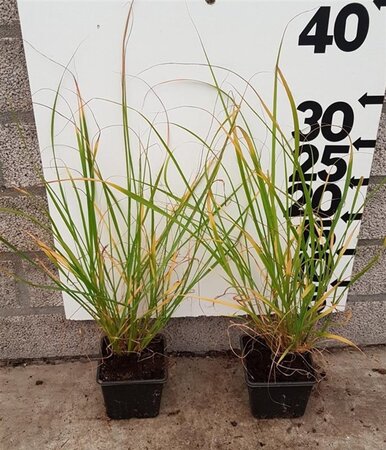 Pennisetum alopecuroides = Fountain Grass= compressum(verouderd) geen maat specificatie 0,55L/P9cm - afbeelding 4