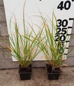 Pennisetum alopecuroides = Fountain Grass= compressum(verouderd) geen maat specificatie 0,55L/P9cm - afbeelding 4