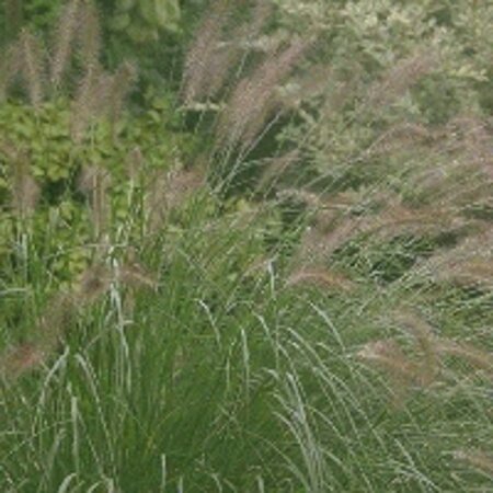 Pennisetum alopecuroides = Fountain Grass= compressum(verouderd) geen maat specificatie 0,55L/P9cm - afbeelding 4