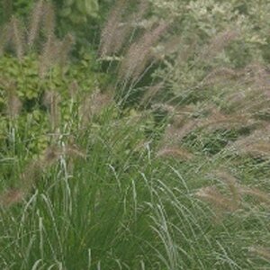Pennisetum alopecuroides = Fountain Grass= compressum(verouderd) geen maat specificatie 0,55L/P9cm - afbeelding 4