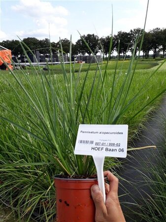 Pennisetum alopecuroides = Fountain Grass= compressum(verouderd) geen maat specificatie 0,55L/P9cm - afbeelding 3