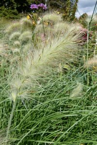 Pennisetum alopecuroides = Fountain Grass= compressum(verouderd) geen maat specificatie 0,55L/P9cm - afbeelding 2