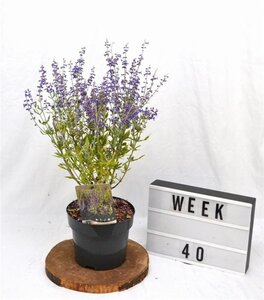 Perovskia atripl. 'Little Spire' 30-40 cm cont. 3,0L - afbeelding 6